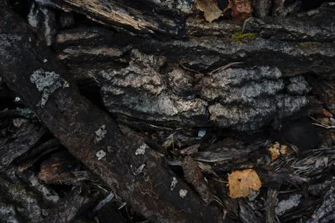 Tree bark texture Stock Photos