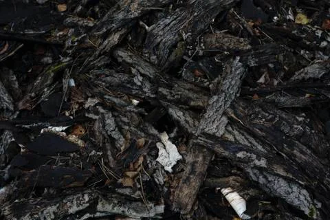 Tree bark texture Stock Photos