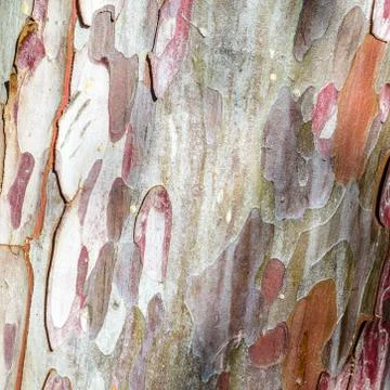 Tree bark texture Stock-Fotos
