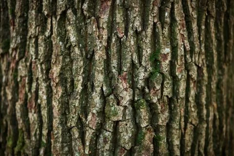 Tree bark texture Stock Photos