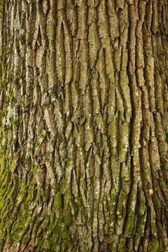 Tree bark texture Stock Photos