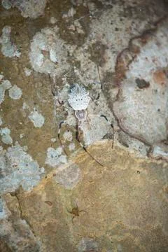 Tree bark texture 스톡 사진