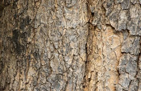 Tree bark texture Stock Photos