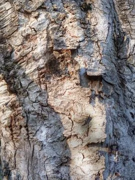 Tree Bark Texture Stock Photos