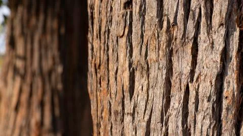 Tree bark texture. Stock Photos