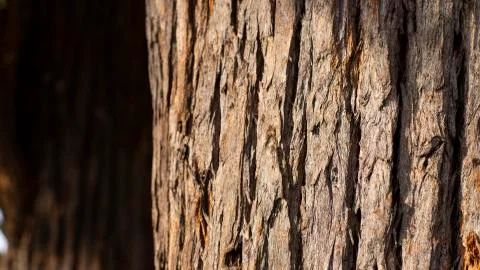 Tree bark texture. Stock Photos