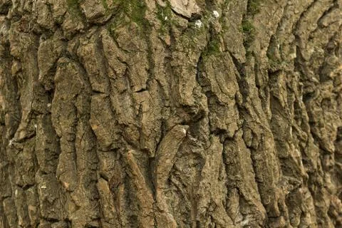 Tree bark texture Stock Photos