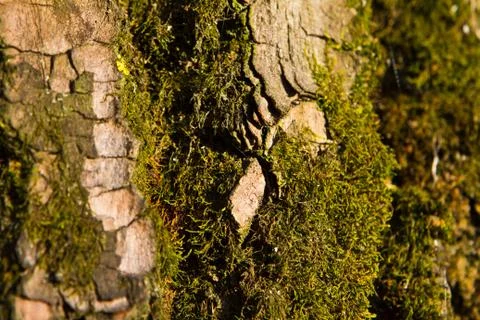 Tree bark texture Stock Photos