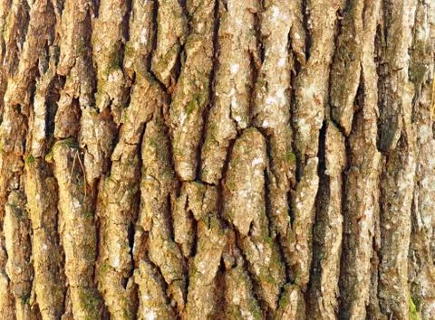 Tree bark texture 写真素材