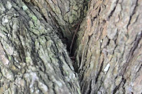 Tree bark texture Foto stock