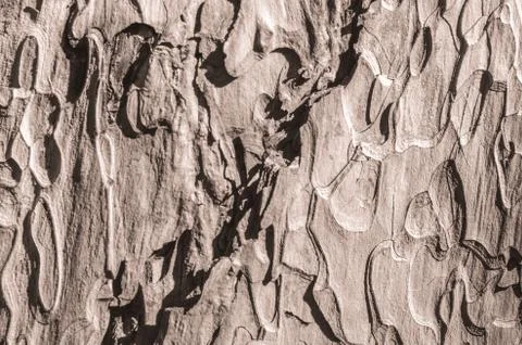 Tree bark texture Stock Photos