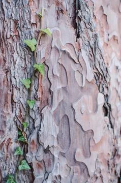 Tree bark texture Stock Photos