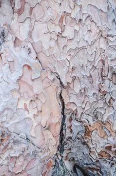 Tree bark texture Stock Photos