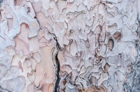 Tree bark texture Stock Photos