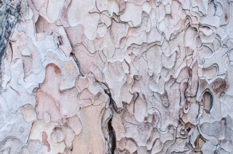 Tree bark texture Stock Photos