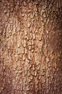 Tree bark texture Stock Photos