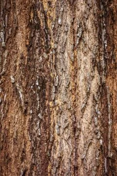 Tree bark texture Stock Photos