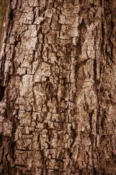 Tree bark texture Stock Photos
