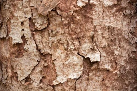 Tree bark texture Stock Photos