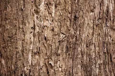 Tree bark texture Stock Photos