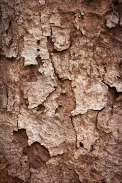 Tree bark texture Foto stock
