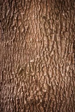 Tree bark texture Stock Photos