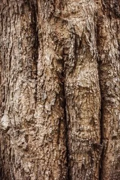 Tree bark texture Stock Photos