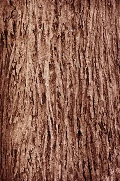 Tree bark texture Stock Photos