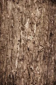 Tree bark texture Stock Photos