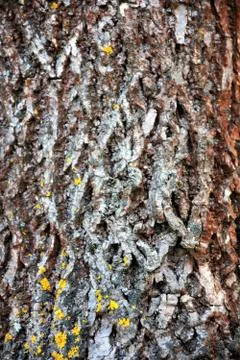 Tree bark texture Foto stock