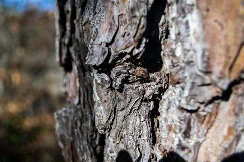 Tree Bark Texture Stock Photos