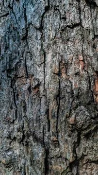 Tree Bark Texture Stock Photos