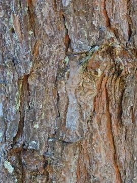 Tree bark texture Stock Photos
