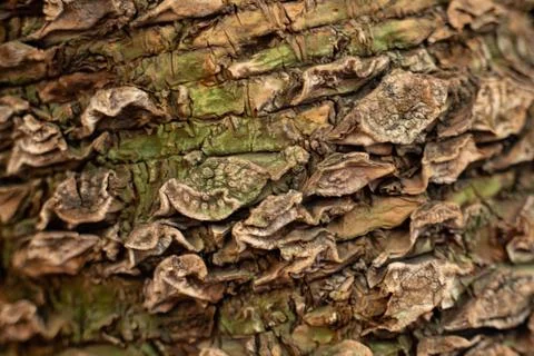 Tree bark texture Stock Photos