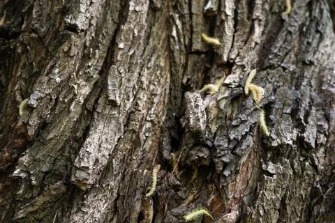 Tree bark texture Stock Photos