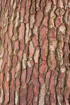 Tree bark texture Stock Photos