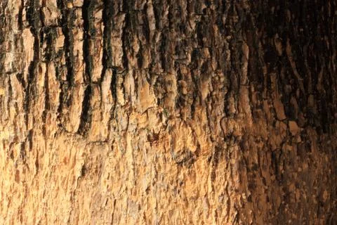Tree bark texture Stock Photos