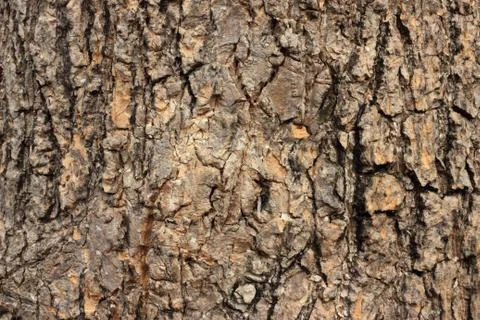 Tree bark texture 스톡 사진