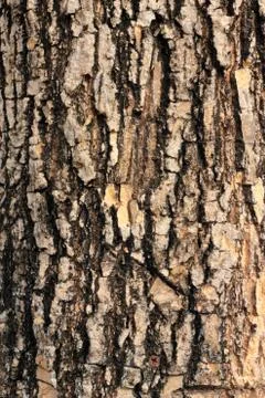 Tree bark texture Stock Photos