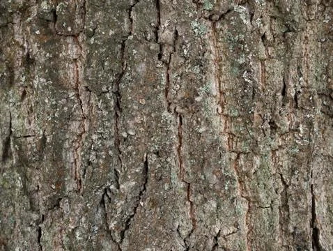 Tree bark texture Foto stock