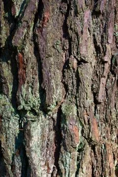 Tree bark texture Stock Photos