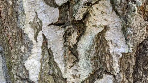 Tree bark Texture Stock Photos