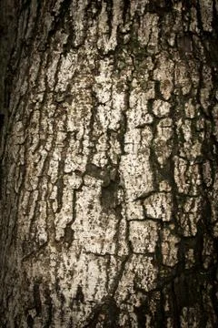 Tree bark texture Stock Photos