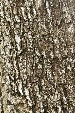 Tree bark texture Stock Photos
