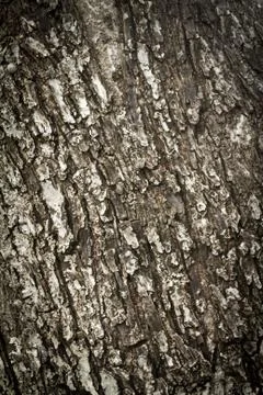 Tree bark texture Stock Photos