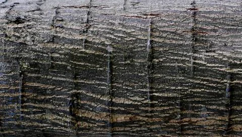 Tree Bark Texture Stock Photos