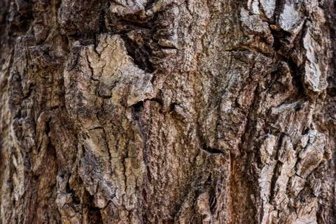Tree bark texture Stock Photos