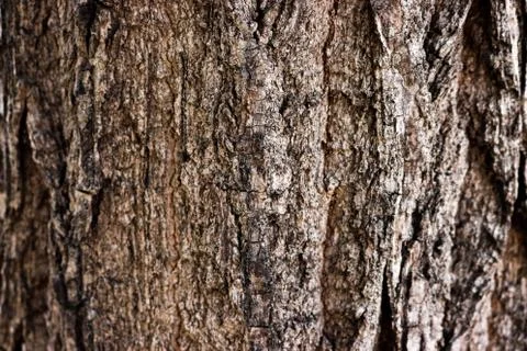 Tree bark texture Stock Photos