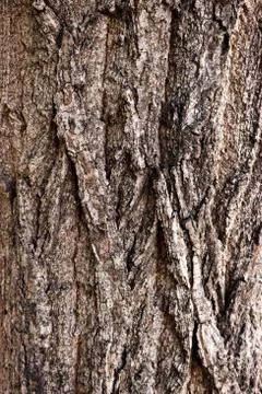 Tree bark texture Stock Photos