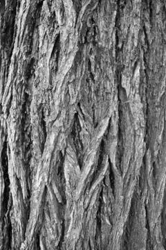 Tree Bark Texture 스톡 사진